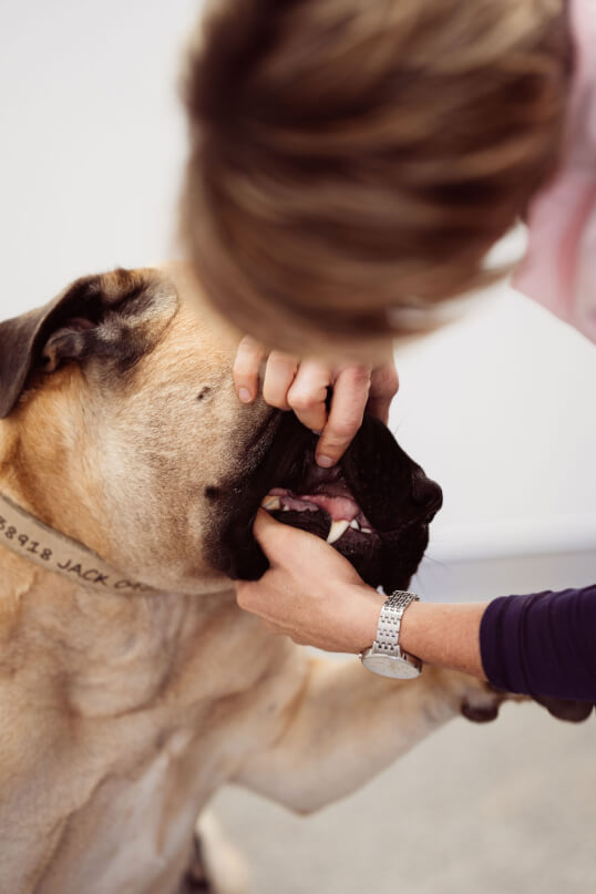 Sovereign Vet Hospital