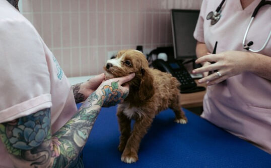 Sovereign Vet Hospital