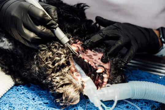 Sovereign Vet Hospital